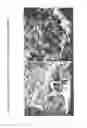 Fig. 79 - Isolation and cultivation of stem/progenitor cells from the amniotic membrane of umbilical cord and uses of cells differentiated therefrom