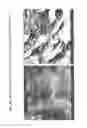 Fig. 80 - Isolation and cultivation of stem/progenitor cells from the amniotic membrane of umbilical cord and uses of cells differentiated therefrom