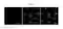 Fig. 09 - ENDOCARDIUM-DERIVED ADULT STEM CELLS AND METHOD FOR PRODUCING SAME