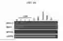 Fig. 10 - ENDOCARDIUM-DERIVED ADULT STEM CELLS AND METHOD FOR PRODUCING SAME