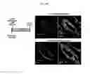 Fig. 16 - ENDOCARDIUM-DERIVED ADULT STEM CELLS AND METHOD FOR PRODUCING SAME