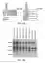 Fig. 14 - Restrictive inverted terminal repeats for viral vectors