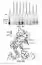 Fig. 15 - Restrictive inverted terminal repeats for viral vectors