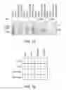 Fig. 18 - Restrictive inverted terminal repeats for viral vectors