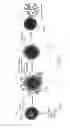 Fig. 03 - Polynucleotide capture materials, and methods of using same