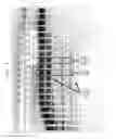 Fig. 02 - High Fidelity Restriction Endonucleases