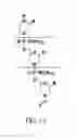Fig. 02 - Oligonucleotide analogues targeting human LMNA