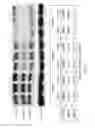 Fig. 09 - Oligonucleotide analogues targeting human LMNA