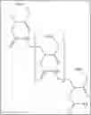 Fig. 11 - Oligonucleotide analogues targeting human LMNA