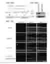Fig. 24 - COMPOSITIONS AND METHODS FOR THE TREATMENT OF OCULAR OXIDATIVE STRESS AND RETINITIS PIGMENTOSA