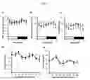 Fig. 02 - miR-96-5p INHIBITOR AND A SCREENING METHOD FOR THE INHIBITOR