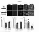Fig. 07 - miR-96-5p INHIBITOR AND A SCREENING METHOD FOR THE INHIBITOR