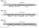 Fig. 02 - Exogenous terminators for controlling fungal gene expression