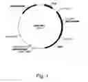 Fig. 02 - Methods for producing polypeptides in enzyme-deficient mutants of 