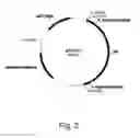 Fig. 03 - Methods for producing polypeptides in enzyme-deficient mutants of 