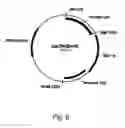 Fig. 07 - Methods for producing polypeptides in enzyme-deficient mutants of 