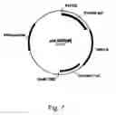 Fig. 08 - Methods for producing polypeptides in enzyme-deficient mutants of 