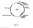 Fig. 09 - Methods for producing polypeptides in enzyme-deficient mutants of 