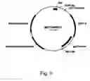 Fig. 10 - Methods for producing polypeptides in enzyme-deficient mutants of 