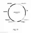 Fig. 11 - Methods for producing polypeptides in enzyme-deficient mutants of 