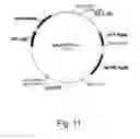 Fig. 12 - Methods for producing polypeptides in enzyme-deficient mutants of 