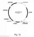 Fig. 13 - Methods for producing polypeptides in enzyme-deficient mutants of 