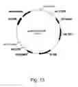 Fig. 14 - Methods for producing polypeptides in enzyme-deficient mutants of 