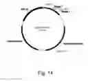 Fig. 15 - Methods for producing polypeptides in enzyme-deficient mutants of 