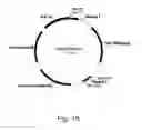 Fig. 16 - Methods for producing polypeptides in enzyme-deficient mutants of 