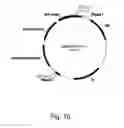 Fig. 17 - Methods for producing polypeptides in enzyme-deficient mutants of 