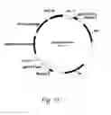 Fig. 18 - Methods for producing polypeptides in enzyme-deficient mutants of 