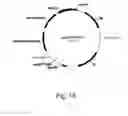 Fig. 19 - Methods for producing polypeptides in enzyme-deficient mutants of 