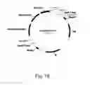 Fig. 20 - Methods for producing polypeptides in enzyme-deficient mutants of 