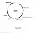 Fig. 23 - Methods for producing polypeptides in enzyme-deficient mutants of 