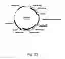 Fig. 24 - Methods for producing polypeptides in enzyme-deficient mutants of 