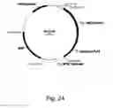 Fig. 25 - Methods for producing polypeptides in enzyme-deficient mutants of 