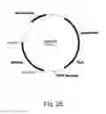Fig. 26 - Methods for producing polypeptides in enzyme-deficient mutants of 