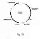 Fig. 27 - Methods for producing polypeptides in enzyme-deficient mutants of 