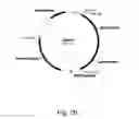 Fig. 29 - Methods for producing polypeptides in enzyme-deficient mutants of 