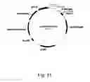 Fig. 32 - Methods for producing polypeptides in enzyme-deficient mutants of 