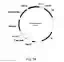 Fig. 35 - Methods for producing polypeptides in enzyme-deficient mutants of 