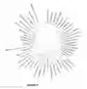 Fig. 16 - STRESS TOLERANT PLANTS