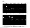 Fig. 07 - CMP-ACETYLNEURAMINIC ACID HYDROXYLASE TARGETING VECTOR, TRANSGENIC ANIMAL FOR XENOTRANSPLANTATION INTRODUCED WITH THE VECTOR, AND METHOD OF MANUFACTURING THE SAME