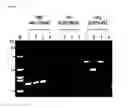 Fig. 09 - CMP-ACETYLNEURAMINIC ACID HYDROXYLASE TARGETING VECTOR, TRANSGENIC ANIMAL FOR XENOTRANSPLANTATION INTRODUCED WITH THE VECTOR, AND METHOD OF MANUFACTURING THE SAME
