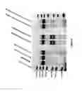 Fig. 07 - Compact scaffold of Cas9 in the type II CRISPR system