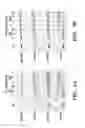 Fig. 04 - METHODS FOR MAKING TARGETED PROTEIN TOXINS BY SORTASE-MEDIATED PROTEIN LIGATION