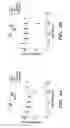 Fig. 07 - METHODS FOR MAKING TARGETED PROTEIN TOXINS BY SORTASE-MEDIATED PROTEIN LIGATION