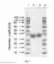 Fig. 02 - Quantitative control of sialylation and specific mono-sialylation