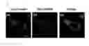 Fig. 05 - FLUORESCENT PROBE FOR DETECTING ACTIVITY OF CALPAIN