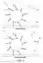 Fig. 04 - Method for detecting a target analyte that exhibits protease enzyme activity